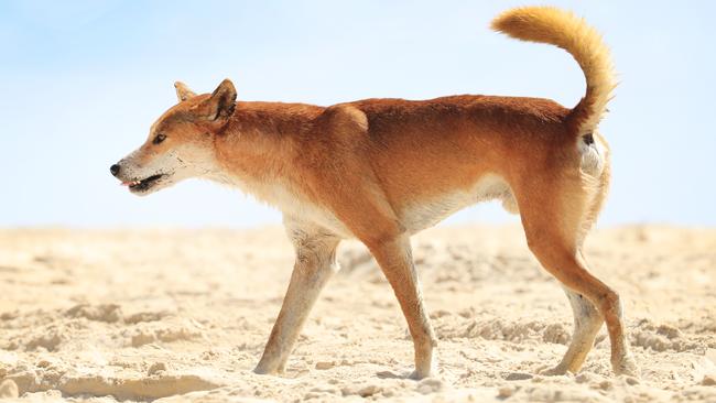 A dingo on Fraser Island. Photo Lachie Millard