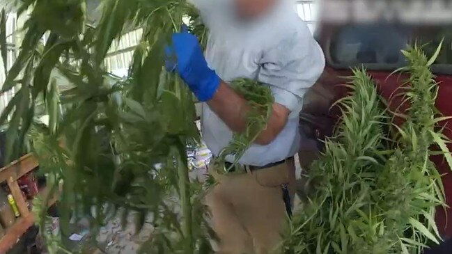 Two men are facing multiple drugs charges after police seized what seemed to be a forest of cannabis at a Far North address. Picture: Supplied