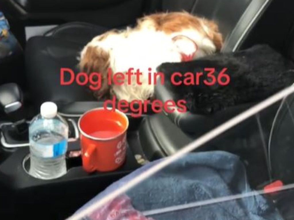 Footage showed the dog lying in the front seat with a mug of water next to him while multiple windows were partially down. Picture: TikTok