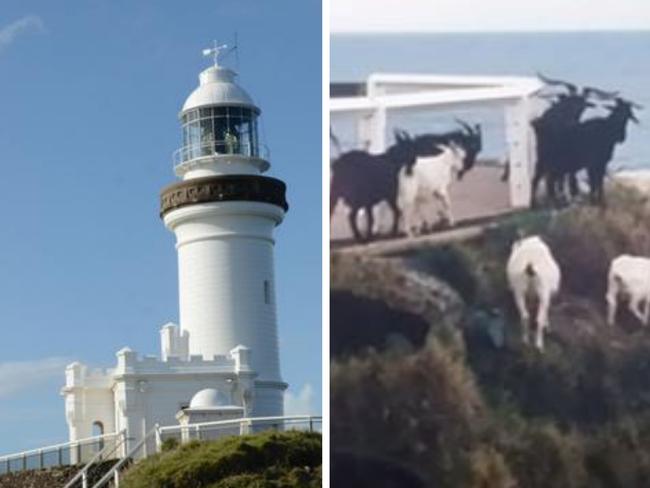 Cape Byron Lighthouse and the goats at the lighthouse in years gone by. Pictures: Liana Boss, contributed