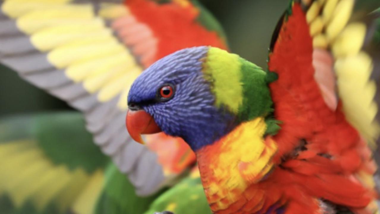 A Gympie man has been fined thousands of dollars after a tip-off led wildlife officers to his home and the biggest haul of native birds some had ever seen.