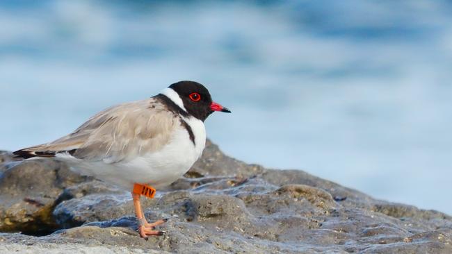 A hooded plover at Port Willunga during the breeding season. Picture: Sue and Ash Read