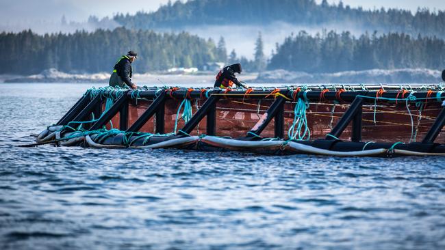 Cooke Aquaculture. Picture: supplied