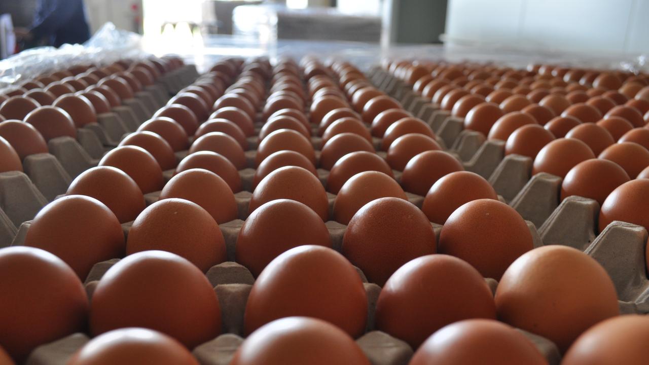 Egg Shortage 2025