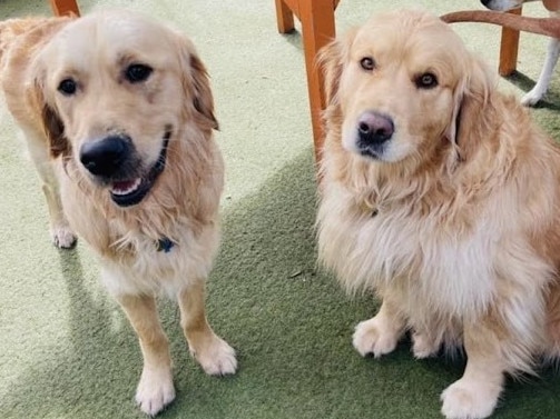 Pet owner Stacey Pinchbeck likes to holiday with her husband Lynden, baby and two golden retrievers Dolly and Darcy.,