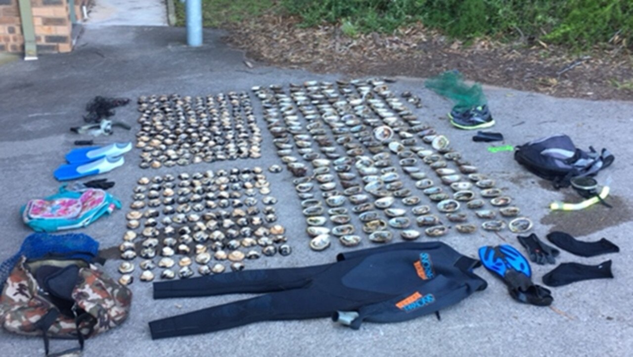 On 11 March 2021, a South Coast man was sentenced to nine months jail, to be served as an intensive correction in the community, and ordered to pay $6750 in fines, costs and additional monetary penalties after being found guilty of trafficking abalone and shucking abalone unlawfully. Fisheries officers caught the man - a repeat abalone offender - with 262 abalone with another co-offender. The abalone were shucked, with the shells concealed under rocks near the water. The sentence was a result of a NSW DPI Fisheries apprehension at Aragunnu within the Mimosa Rocks National Park on the Far South Coast in November 2017. NSW DPI Fisheries Officers have seized more than 2000 illegal abalone in the 2020-21 financial year. The recreational possession limit for abalone in NSW is two per person. The minimum prescribed recreational size limit is 11.7 cm. Penalties of up to $88,000 in fines and 10 years imprisonment are in place. Anyone who witnesses illegal abalone activity on the coast or who suspects illegal sales of abalone can report the information by calling 1800 043 536.