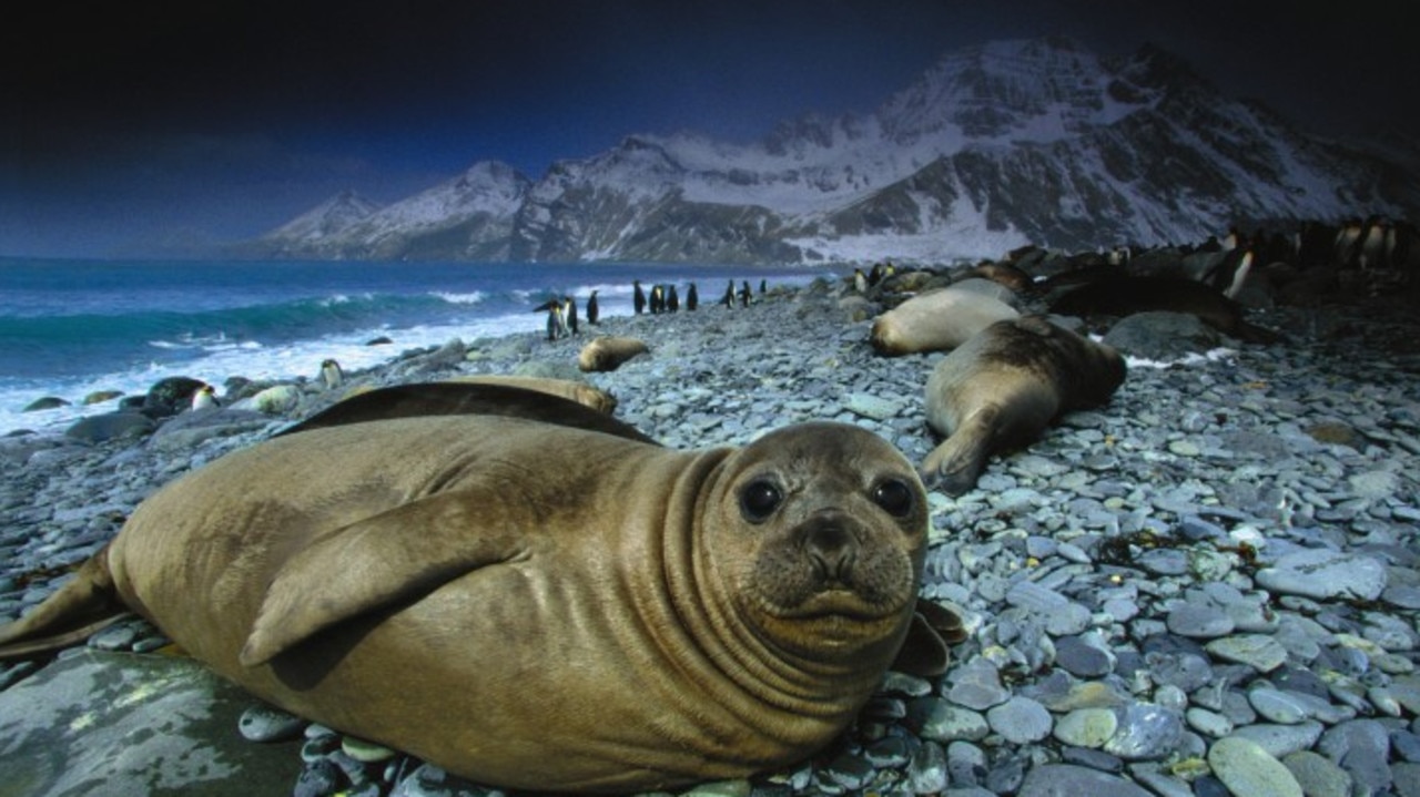 Adolescent southern elephant seals are found on sub-Antarctic islands such as South Georgia, UK.