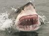 attack great white shark. Jaws pic for Andree Stephens column. Feb 5, 2014.