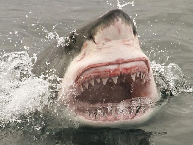 attack great white shark. Jaws pic for Andree Stephens column. Feb 5, 2014.