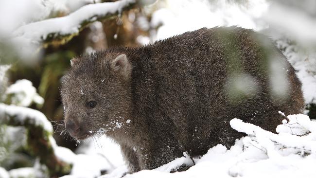 No wombats have been culled so far this year.