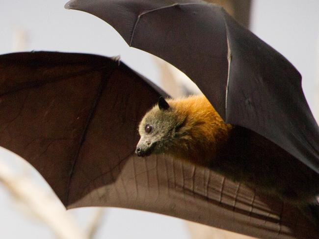 Close up shot of a fruit bat in mid air. It has both wings facing forward as it moves between the trees. Image taken in Melbourne, Australia.