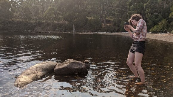 Jilly Middleton documenting a dead seal near fish pens in Tasmania's south.