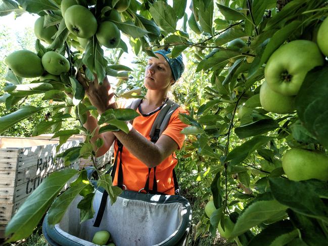 Growers in the Goulburn Valley are finding it hard to attract workers for the picking season.