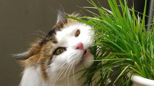 Cats love catgrass (pictured), but citronella oil, vinegar, or citrus peel deter them.