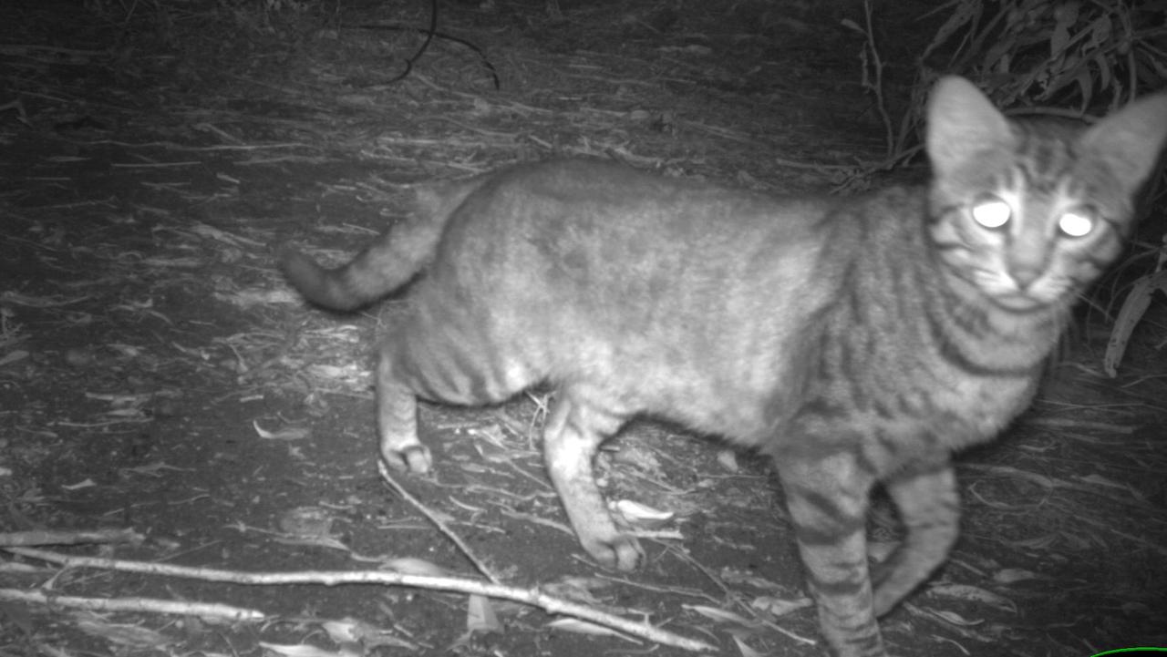 A feral cat caught wandering at night.