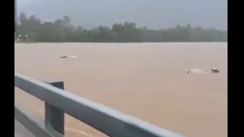 Cattle caught in the Barron River delta. Picture: Supplied