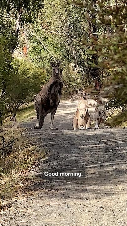 Hikers engage in stand-off with group of kangaroos