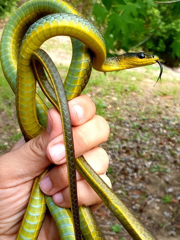 Common tree snake from Bonogin. Gold Coast and Brisbane Snake Catcher Tony Harrison's best photos. Photo: Gold Coast and Brisbane Snake Catcher