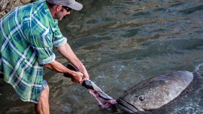 Thomas Anderson estimates the larger fish to be more than 40-years-old. Photo: Christine Bull.