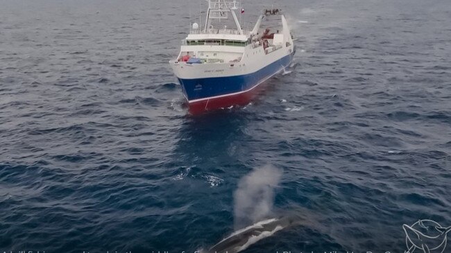 A krill fishing vessel trawls in the middle of a fin whale megapod. Picture: Mika Van Der for Sea Shepherd Global