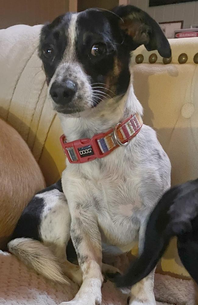 Mondo Rocky Horror: Rhiannon Bonnie Jean's 1 year and 1 month old rescue (believed to be a Mini-Dachshund x Fox Terrier)