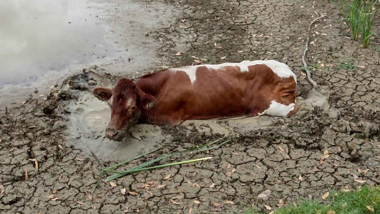 A confused cow has sparked two Fire and Rescue NSW emergencies in the space of 24 hours in western Sydney.