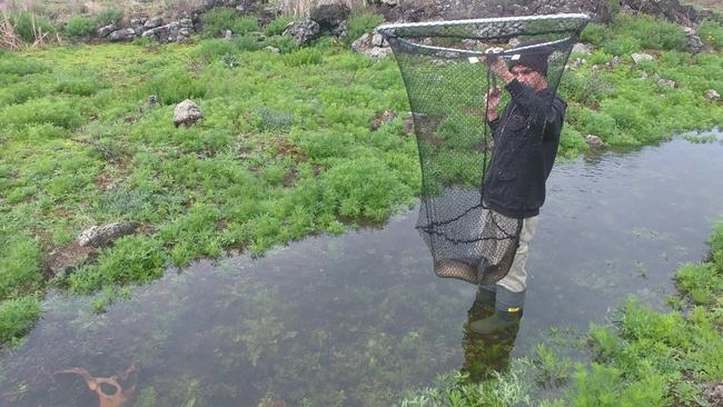 An indigenous man uses an ancient eel trap and snares an eel. Picture: Tyson Lovett-Murray