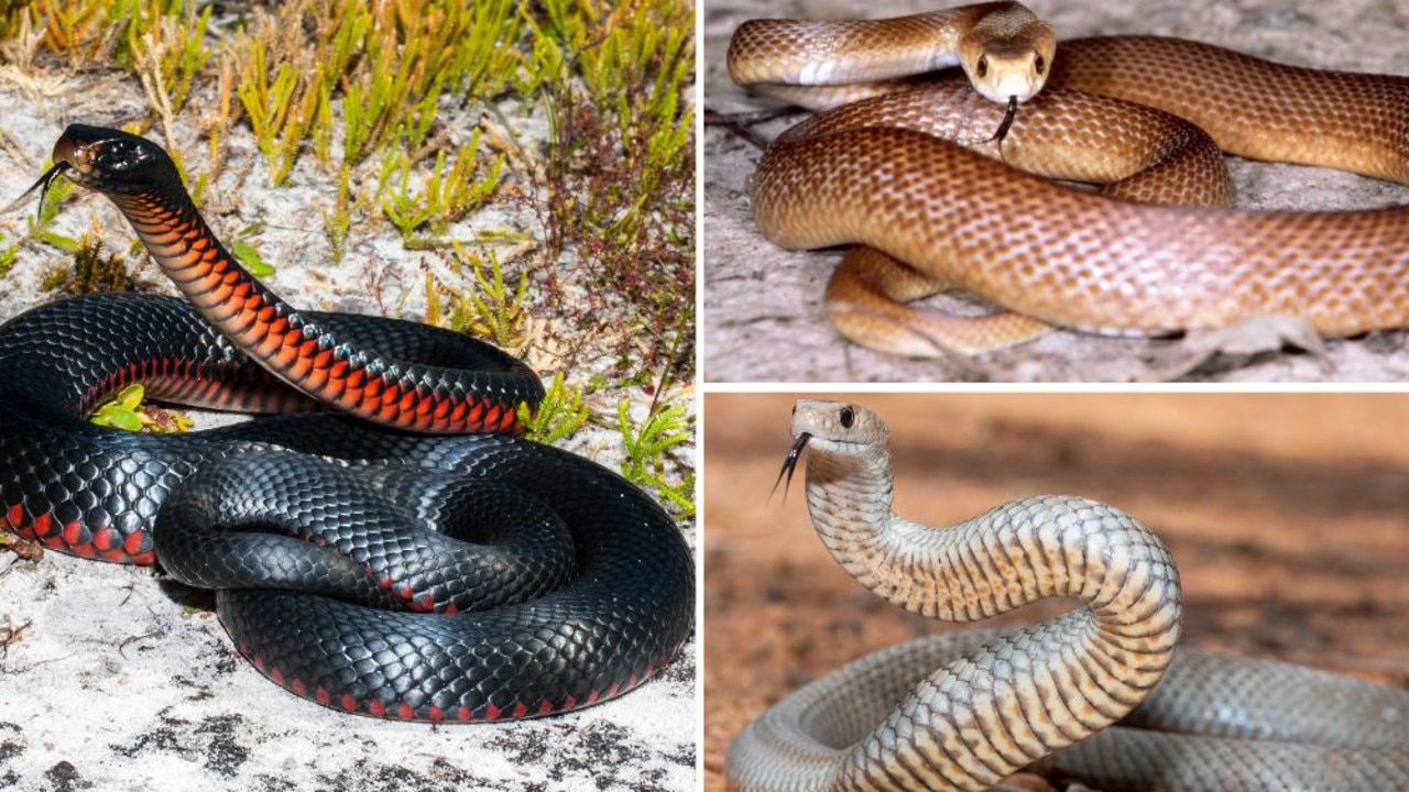 Australia’s most deadly snakes and how you identify them