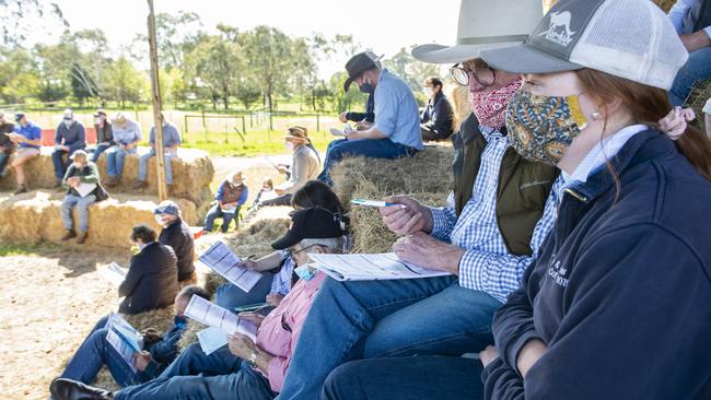 A scene from the recent Barwidgee Angus bull sale at Caramut. New studs are finding this season a good time to make their bull-selling debuts. Picture: Zoe Phillips