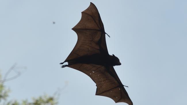 Bats have been studied extensively as potential carriers of viruses including SARS, Hendra and Covid-19. Picture: Evan Morgan