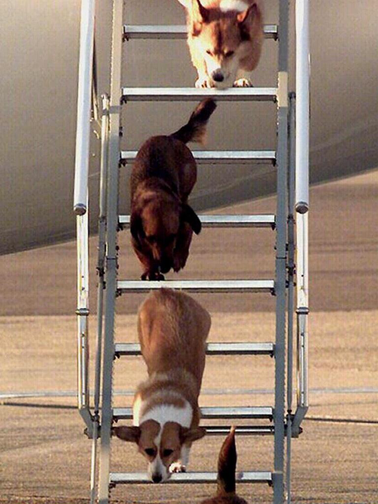 Her Majesty’s dogs often travelled with her.