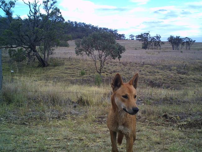 A wild dog captured on camera by professional feral animal killer Tony Hopkins.