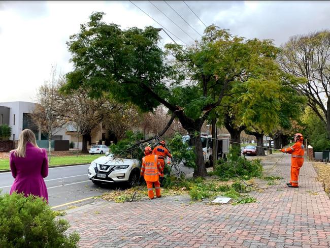 A tree brought down by high winds on Osmond Tce, in Adelaide's east. Picture: Celeste Villani