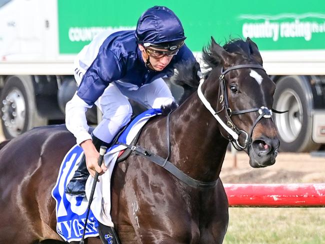 Speedy mare More can give her rivals plenty to chase around the tight Mornington track in the last race of Wednesday's meeting. Picture : Racing Photos via Getty Images.