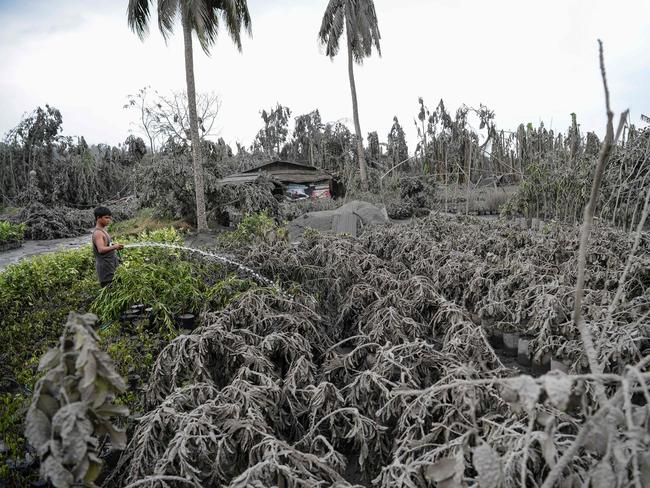 A worker hoses down plants covered with mud and ash. Picture: AFP