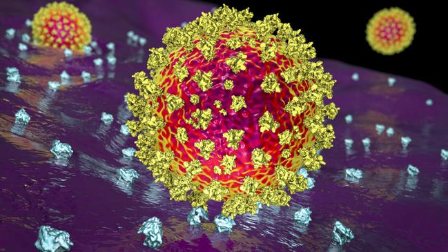 SARS-CoV-2 virus binding to ACE2 receptors on a human cell, the initial stage of COVID-19 infection, scientifically accurate 3D illustration