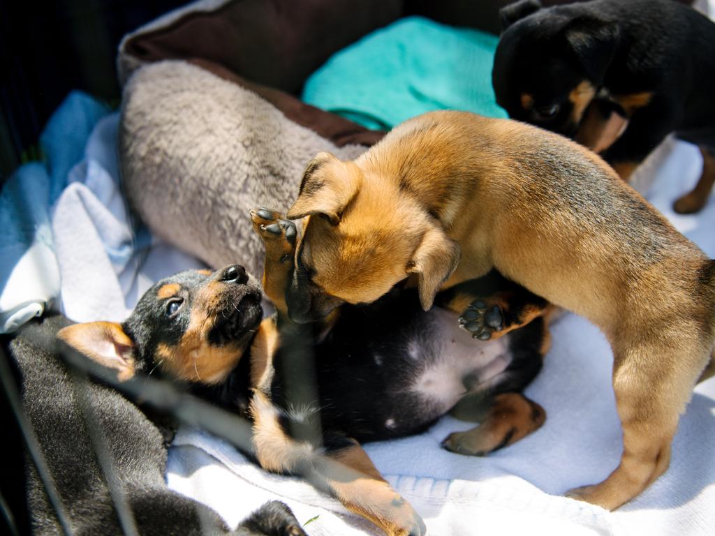 Dumped Kelpie Puppies Reunited With Rescuers The Advertiser 
