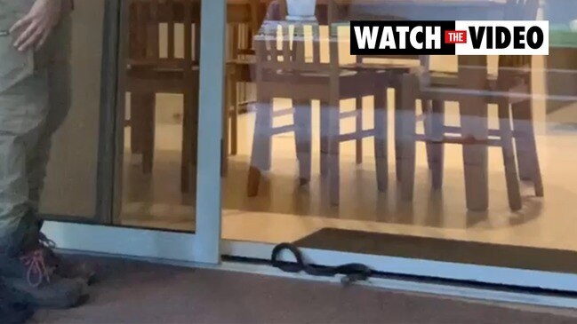 Snake in sliding door, Adelaide. | Daily Telegraph