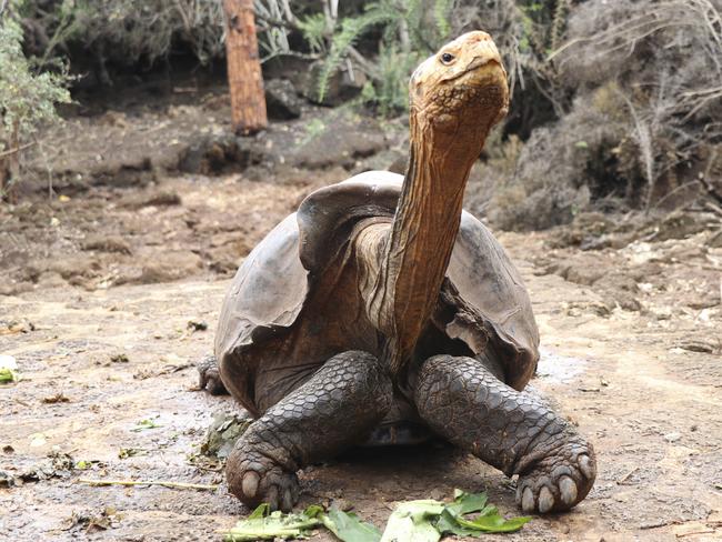 This Jan. 9, 2020 photo provided by Galapagos National Park shows Diego the tortoise on Santa Cruz Island, Galapagos, Ecuador. After fertilizing some 800 offspring and contributing substantially to the salvation of one of the giant turtle species of the Galapagos Islands, Diego, a tortoise who is over 100 years old, will be returned in March to his original habitat on EspaÃ±ola Island, from where he was extracted more that eight decades ago. (Galapagos National Park via AP)