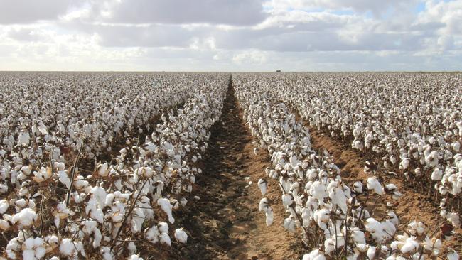 The Bunyan family expanded to cotton production at Mutherumbung Station after installing a bore two decades ago.