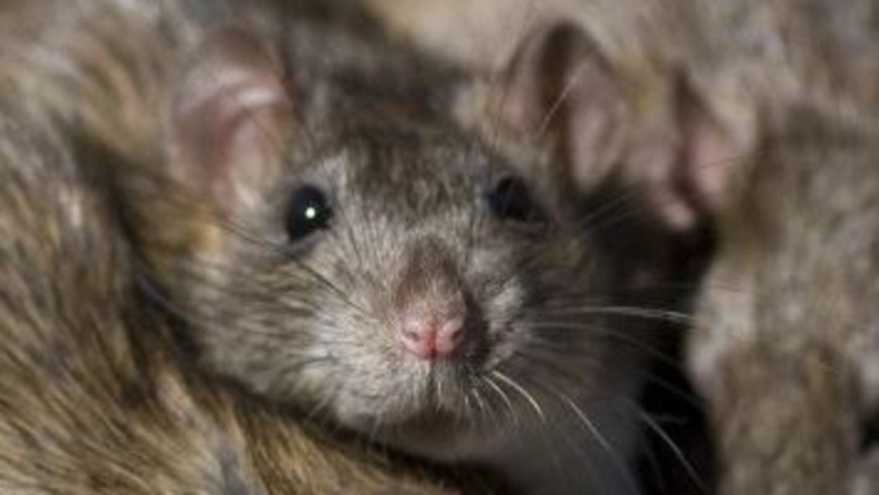 Rising Rat Numbers See Randwick Council Increases Bin Inspections 