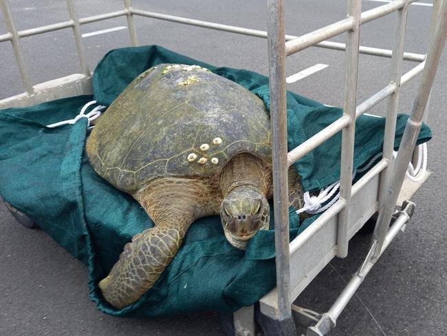 Cairns Coast Guard have rescued a giant sea turtle after it was reported in distress by boaters off the coast of Cairns. Photo: Facebook