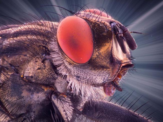 This amazing shot shows how a common house fly looks up close. Picture: Kutub Uddin/ Caters News