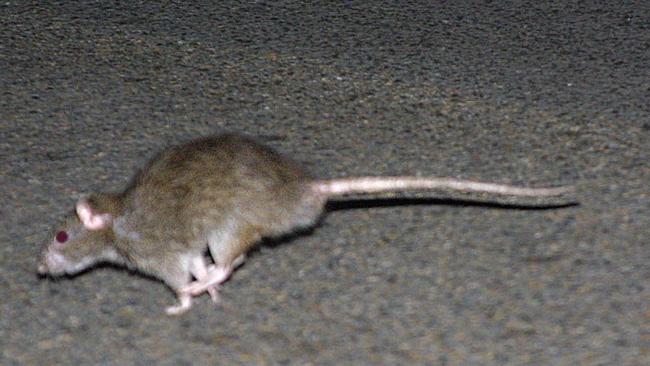 Rats living in Sydney outnumber the city’s population which provides a haven for them with leftover garbage and waste. Picture: Bill Hearne