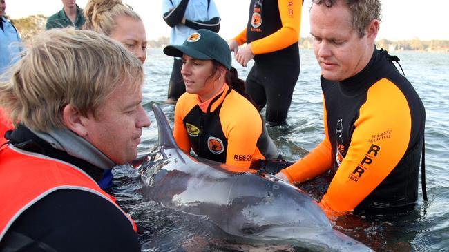 Flashback: Members of National Parks and Wildlife, ORCA and what was then the Coffs Harbour Pet Porpoise Pool help release dolphins into the Hastings River at Port Macquarie after they had been stranded upstream for two weeks.