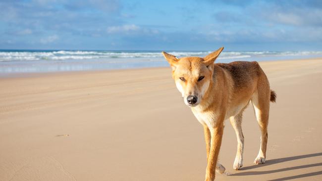 A dingo walking along 75 mile beach on Fraser Island. Rangers on K’gari (formerly Fraser Island) are monitoring a male dingo (wongari) believed responsible for biting a female tourist around the thigh on October 20, 2024.