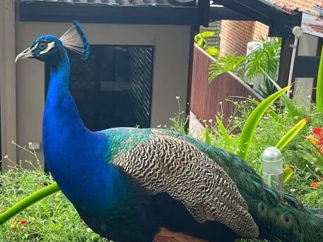 A peacock spotted in a Newmarket yard. Photo: Daniel Wong