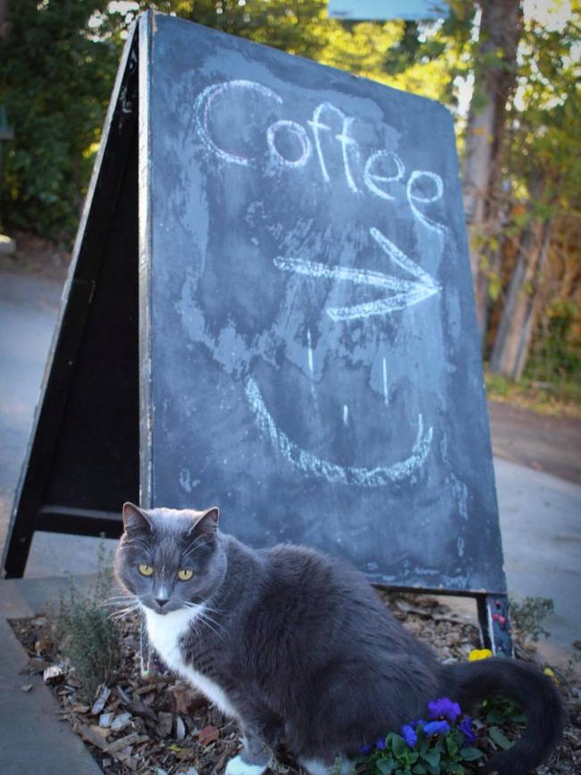 The village of Kangaroo Valley held a funeral to celebrate the life of beloved cat ‘Skeeter’.