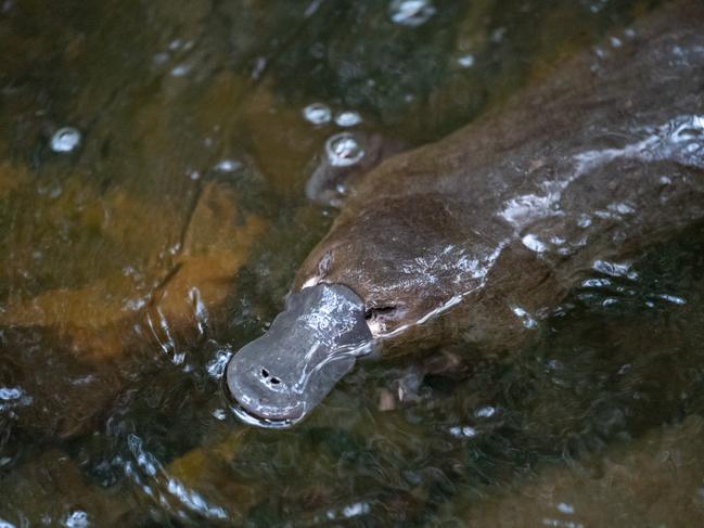 The Aussie animal could be listed as a threatened species. Picture: Pete Walsh