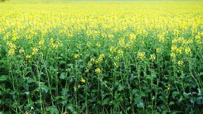 Rain boost: Recent rain was well received by growers across Victoria. PICTURE: ZOE PHILLIPS